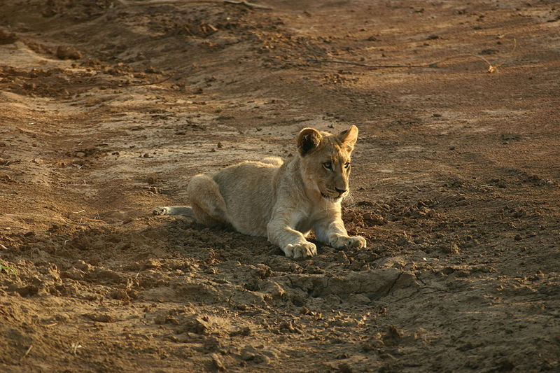 File:Lion Cub resting.jpg