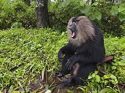 Lion Tailed Macaque aggression.jpg