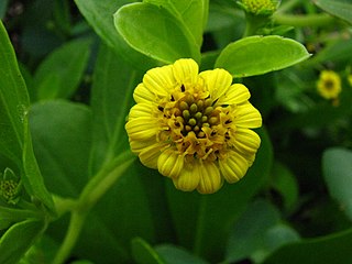 <i>Lipochaeta succulenta</i> Species of flowering plant