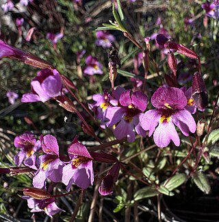 <i>Erythranthe purpurea</i> Species of flowering plant
