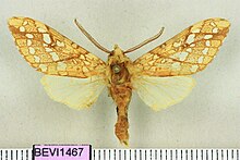 Lophocampa caryae1.jpg