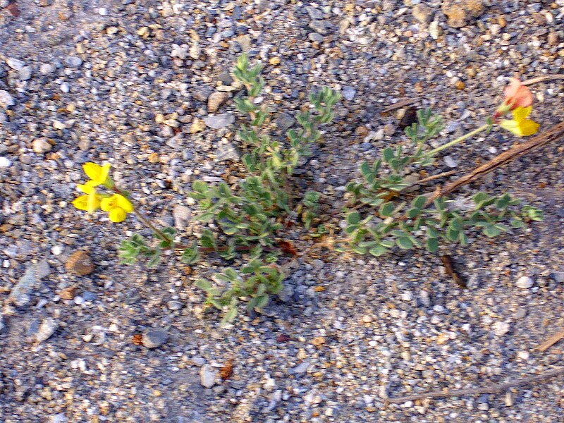 File:Lotus glareosus Habitus 2009-7-25 SierraNevada.jpg