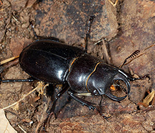 <i>Lucanus barbarossa</i> Species of beetle