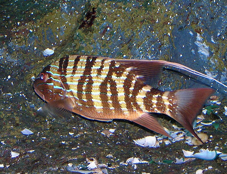 File:Lutjanidae Symphorus nematophorus 1.jpg