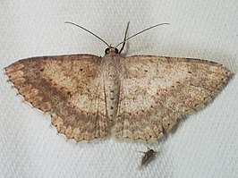 Luxiaria submonstrata