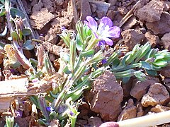Description de l'image Lythrum tribracteatum Enfoque 2011-8-19 RioJabalon CampodeCalatrava.jpg.