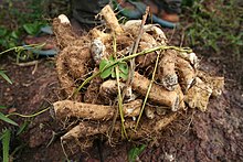 Wild yams (D. sp.)