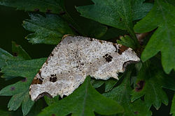 Sharp-angled peacock Macaria alternata-02 (xndr).jpg