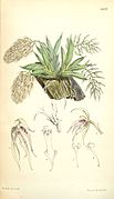 Macroclinium bicolor