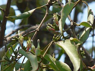 <i>Macrosolen</i> Genus of mistletoes
