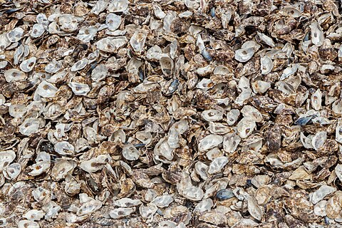 Shells of Pacific oysters, Magallana gigas (Thunberg, 1793) (Syn. Crassostrea gigas), and Blue mussels, Mytilus edulis Linnaeus, 1758, oyster and mussel farming center, Grau de Leucate (Leucate lagoon outlet), Leucate, Département Aude, France