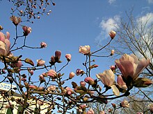 Magnolias bloom. MagnoliaJP.jpg