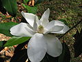 Magnolia grandiflora flower 01 by Line1.jpg