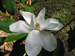 Magnolia grandiflora, une Magnoliidée.