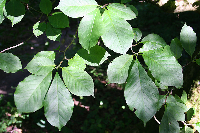 File:Magnolia kobus 'Borealis' JPG1c.JPG