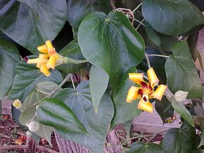 Resmin açıklaması Mahoe flowers.jpg.