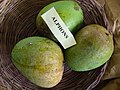 Unripe ALPHONSO mangoes (native of India)