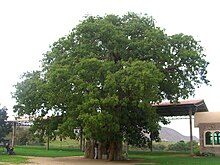 Madonna of the Baobab In 1941 Italian soldiers took refuge in the tree from British planes. The tree was hit but the Italians and the shrine survived. Mariam Dearit Madonna of the Baobab.jpg