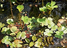 Fougère d'eau à quatre feuilles (Marsilea quadrifolia).