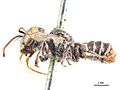 Megachile apicata m.jpg