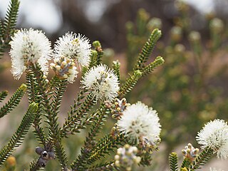 <i>Melaleuca quadrifaria</i> Species of plant