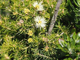 <i>Melaleuca systena</i> Species of flowering plant