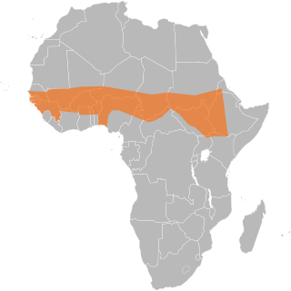 <span class="mw-page-title-main">African meningitis belt</span> Region of Africa with high rate of incidence of meningitis