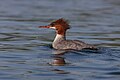 * Nomination Common Merganser, female --Cephas 21:43, 21 August 2009 (UTC) * Decline A nice shot, good light and colours, and the drops falling down are great, but sadly the head is unsharp and the composition isn't the greatest either. Not sure whether these issues can be fixed. -- H005 22:34, 21 August 2009 (UTC)