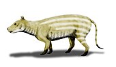 Mercycoidodon culbertsoni prehistoric camel type mammal Merycoidodon BW.jpg