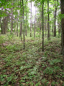 Miami Whitewater Forest was the second park to join the Great Parks of Hamilton County in 1949; it now spans 4,279 acres.