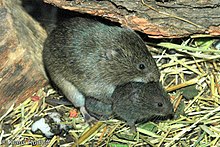 Pair of socially monogamous voles. Microtus fortis Plzen 02.jpg