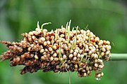Sprouting millet plants