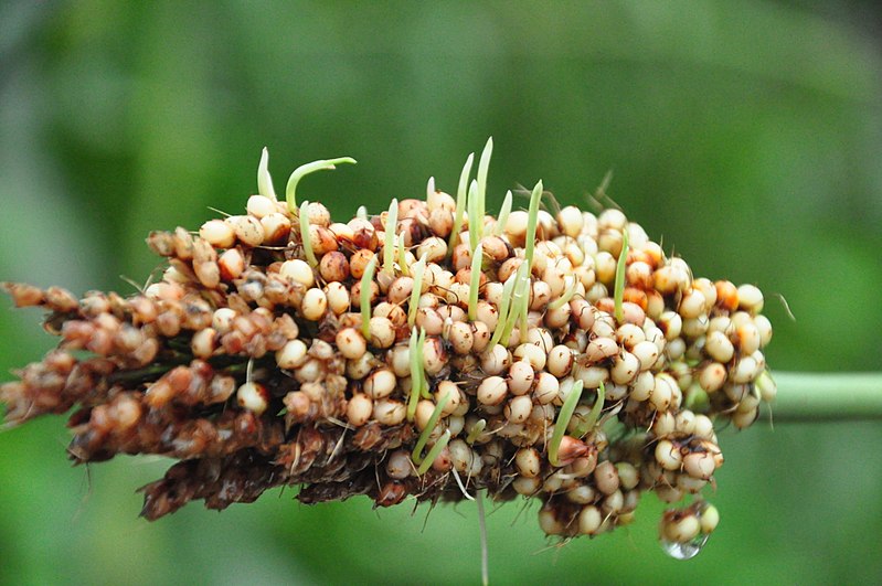 File:Millet In Kerala-3.jpg