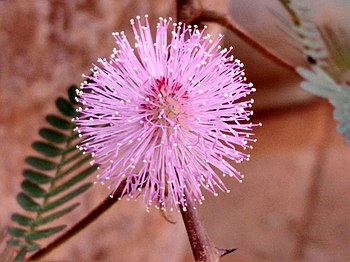 Mimosa pudica1.jpg