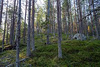 Västra sidan av berget består av rished av "Frisk blåbärsristyp" som är behagligt lättframkomlig.