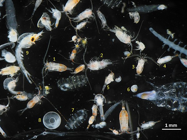 Zooplankton sample including several species of copepods (1–5), gastropod larva (6) doliolids (7), fish eggs (8), and decapod larva (9) (Photo by Iole