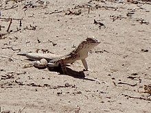 Mohawk Dunes Fringe-toed Lizard imported from iNaturalist photo 15198038 on 2 January 2022.jpg