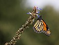 Monarch butterfly (70387).jpg