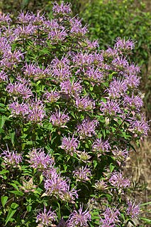 <i>Monarda fistulosa</i> Species of flowering plant