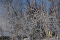 * Nomination Montane Birch forests in Torkilstöten with ice and snow after a heavy storm. --ArildV 11:26, 26 December 2011 (UTC) * Promotion QI to me. --V-wolf 16:02, 1 January 2012 (UTC)