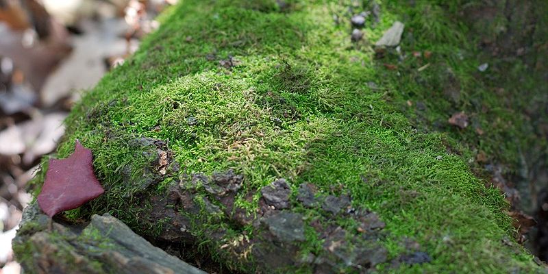 File:Moss 0654.jpg