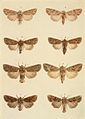 Moths of the British Isles Plate131.jpg