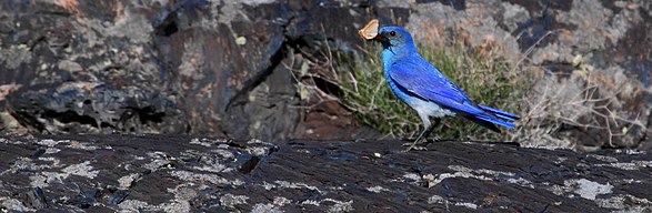 Mountain bluebird