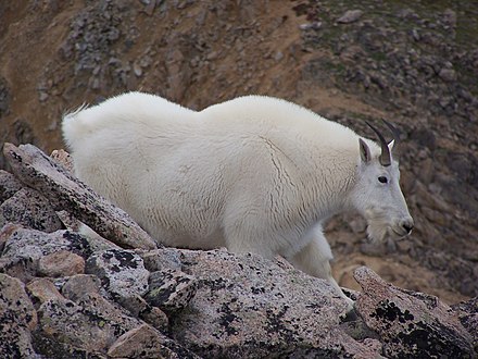 Mountain goat on Mount Huron near Leadville
