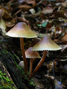 Mycena 60303.jpg