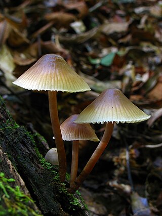<i>Mycena galericulata</i> Species of fungus