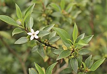 Myoporum viscosum.jpg