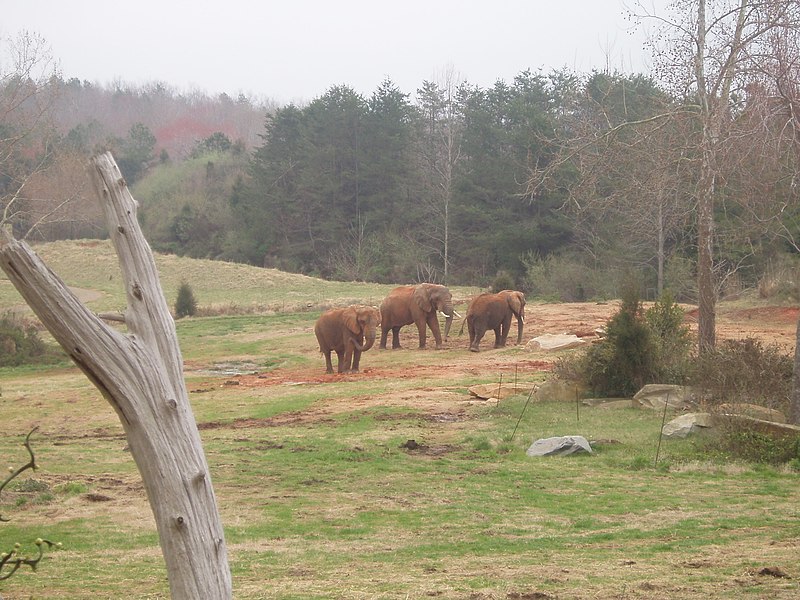 File:NCZooelephants.jpg