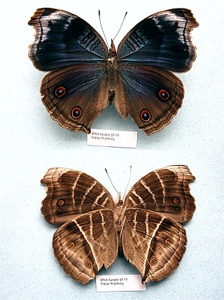 <i>Junonia touhilimasa</i> Species of butterfly