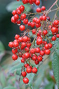 Nandina domestica "Fire Power" (Bambou Sacré nain) 120px-Nandina_domestica_-fruits_01